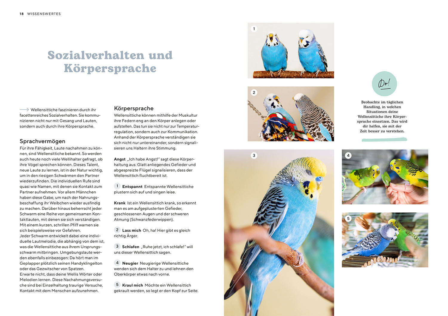 kosmos-wellensittiche-ratgeber-buch-haltung-f-tterung-voliere image 4