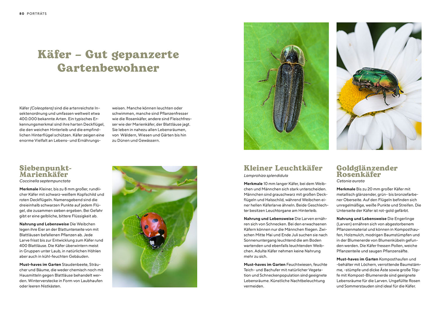 kosmos-mein-insektenparadies-gartenbuch-bienen-hummeln image 6