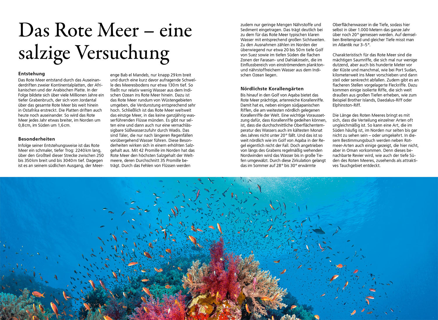 kosmos-riff-f-hrer-rotes-meer-naturf-hrer-tauchen-schnorcheln-2 image 3