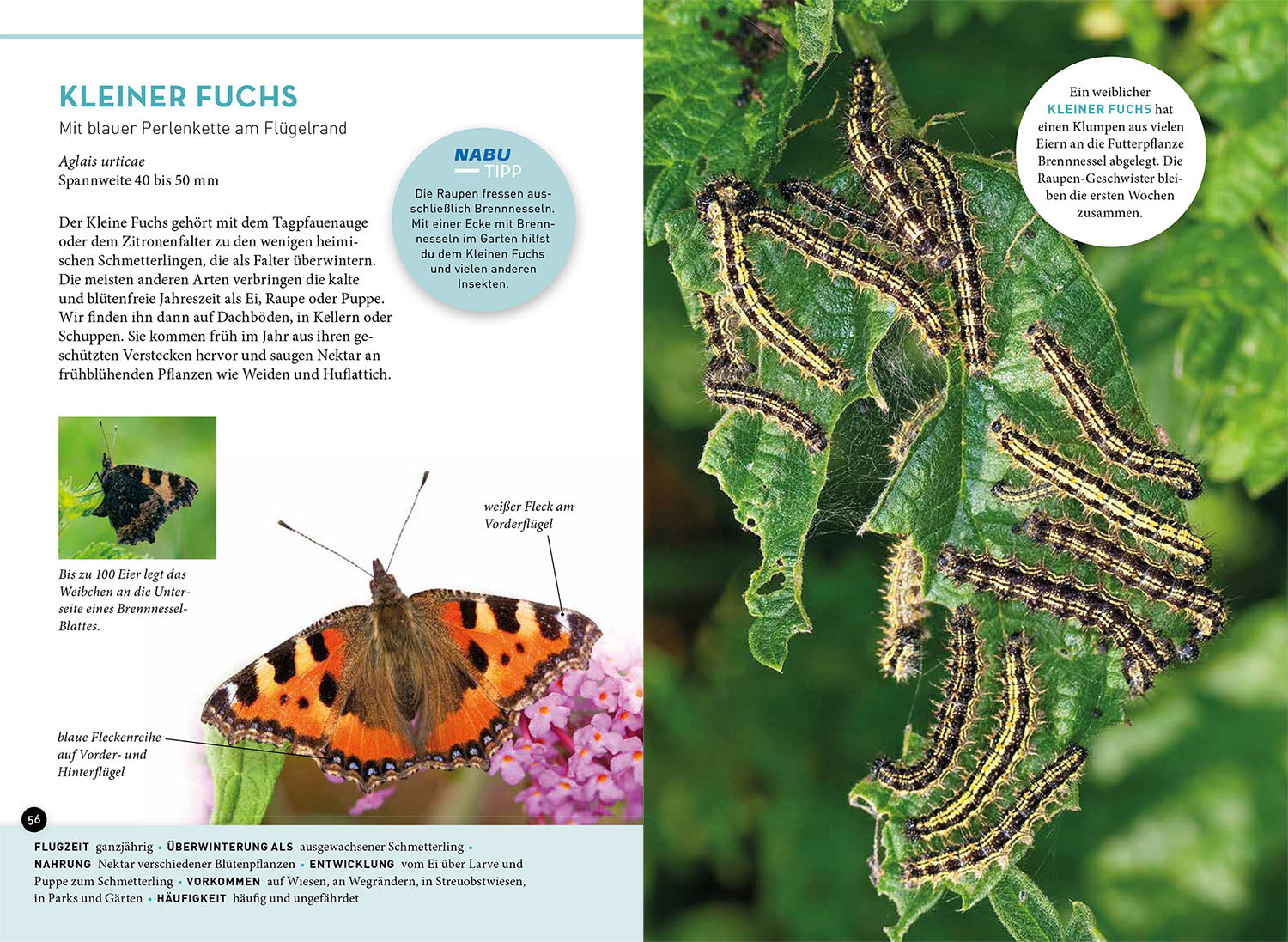kosmos-wer-summt-denn-hier-insekten-bestimmungsbuch image 5