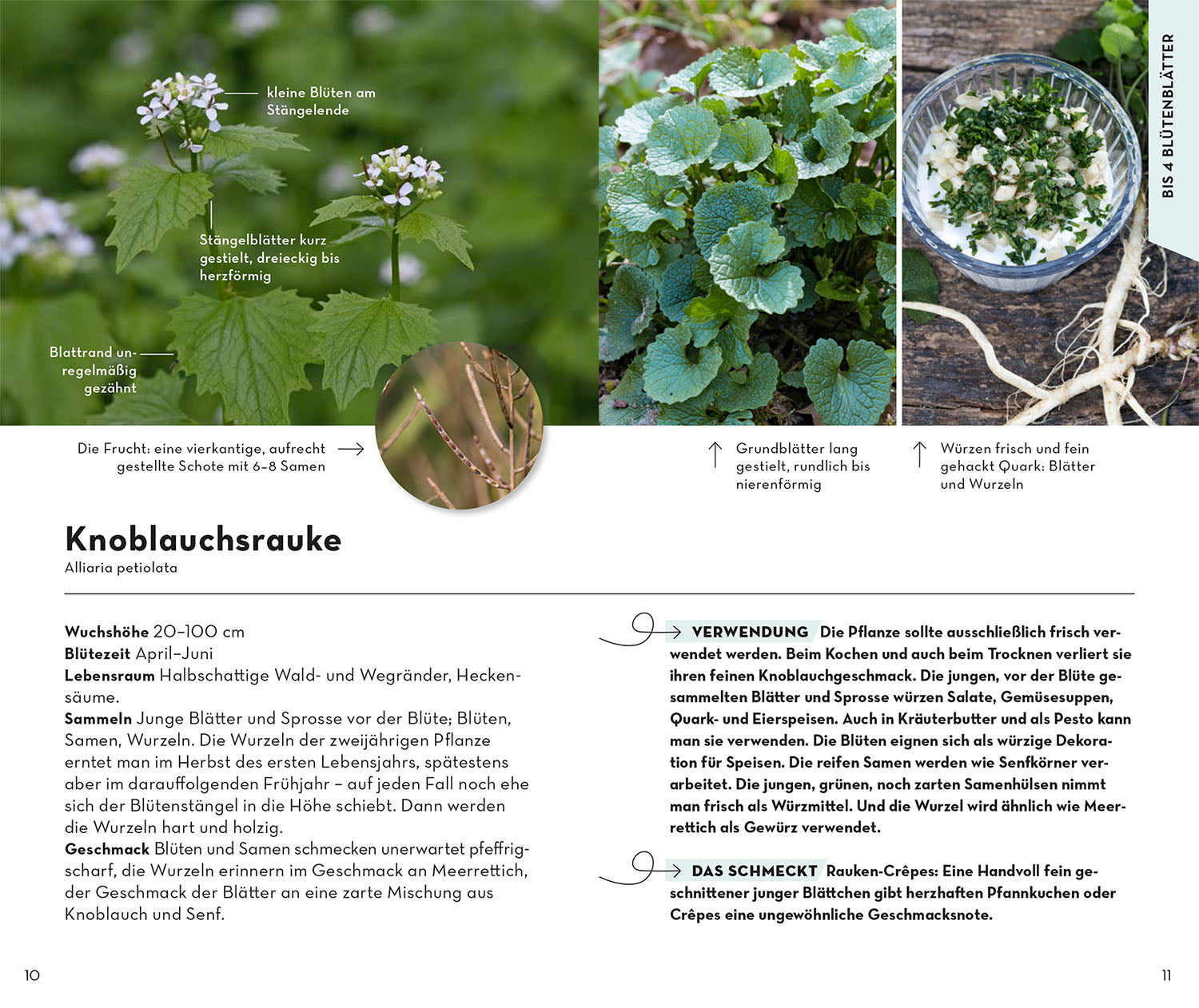 kosmos-basic-fr-chte-und-wildkr-uter-naturf-hrer-2 image 4