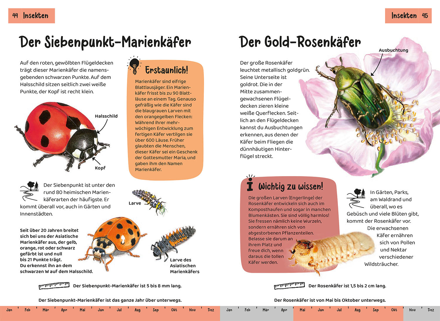kosmos-was-lebt-im-garten-kindernaturf-hrer-tiere-pflanzen-garten image 4