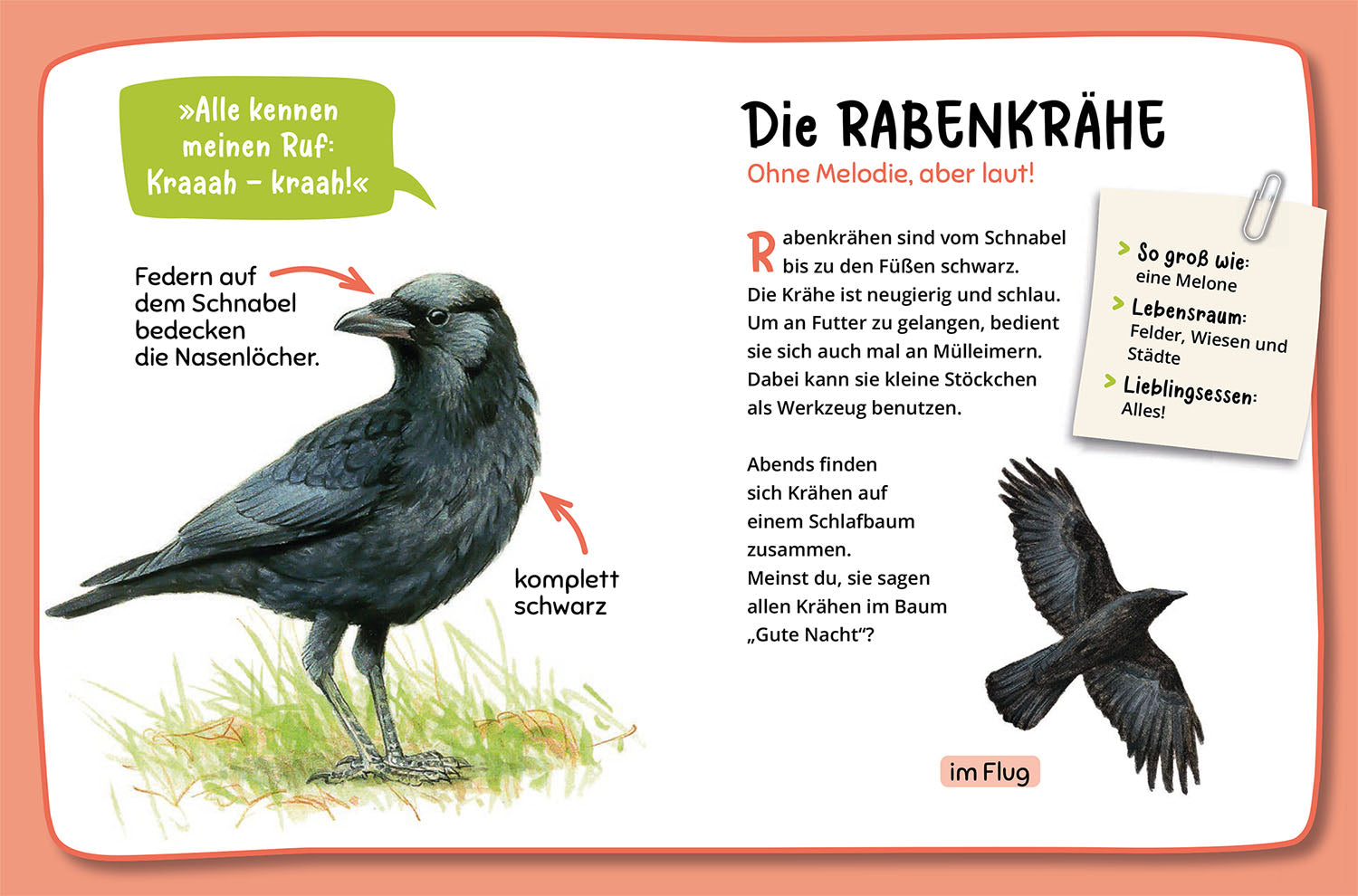 kosmos-mein-erster-naturf-hrer-was-fliegt-denn-da-vogelbuch-ab-4 image 6