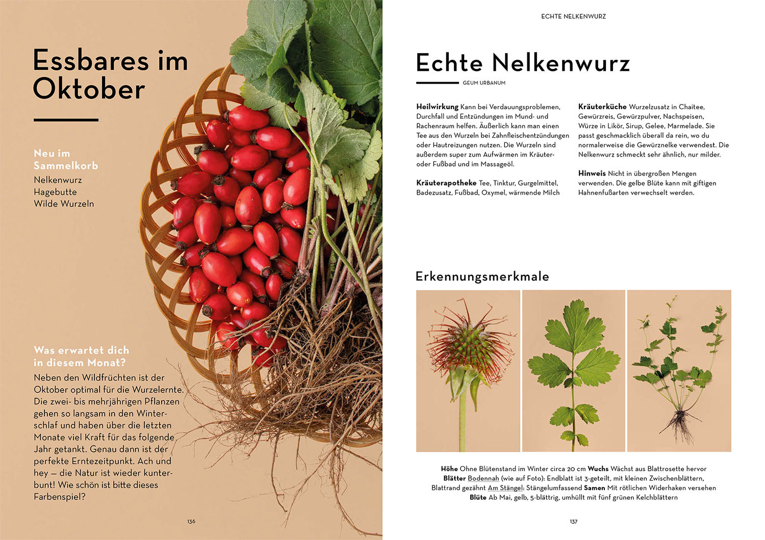 wild-durchs-jahr-isabel-fischer-wildkr-uter-buch-rezepte image 6