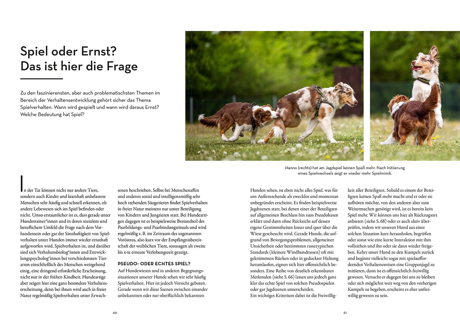 die-zauberkicker-moderne-welpenerziehung-hunde-ratgeber-20-bungen image 5