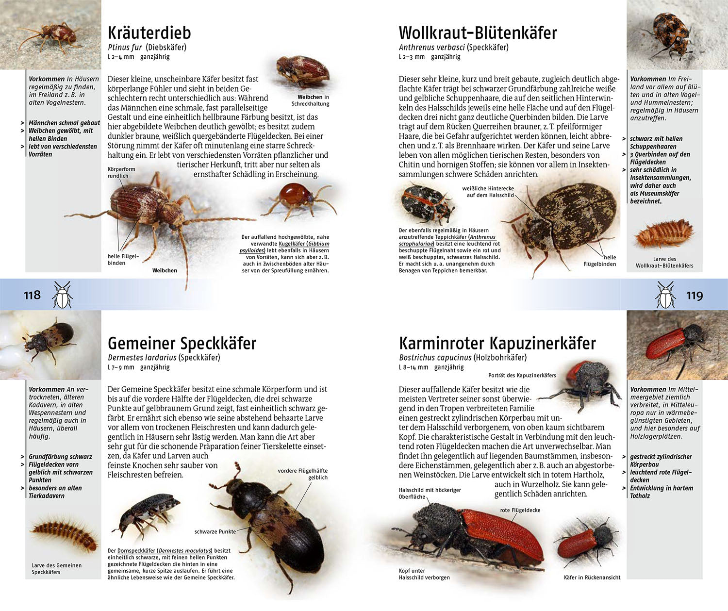 kosmos-welches-insekt-ist-das-insektenf-hrer-ratgeber image 5