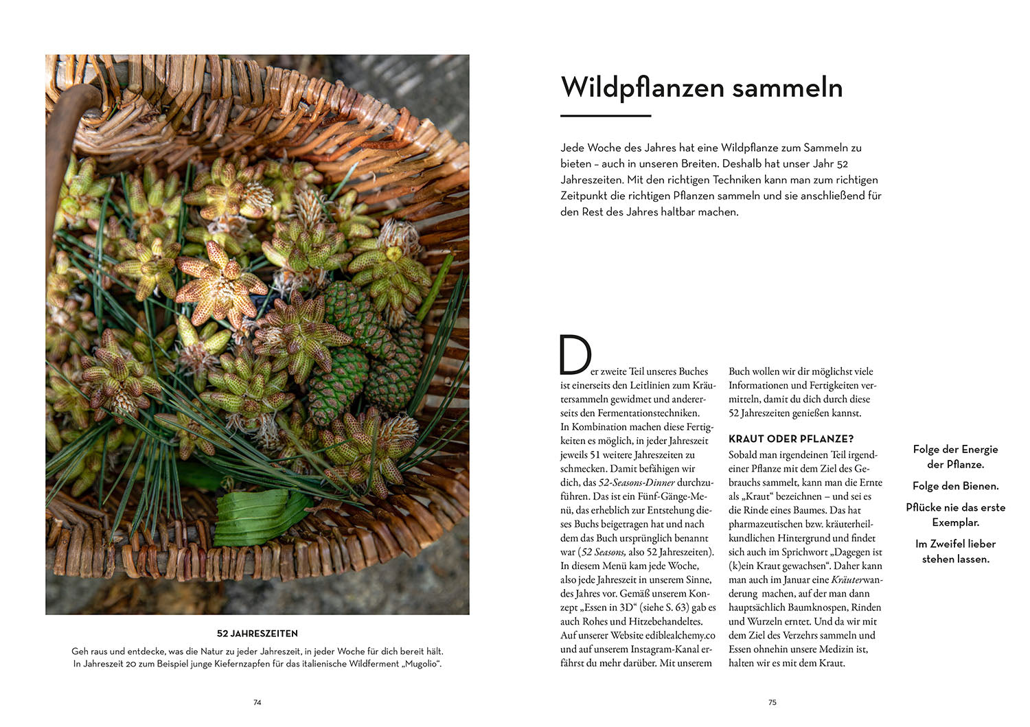 kosmos-52-wilde-fermente-ratgeber-fermentieren-kimchi-kombucha image 4