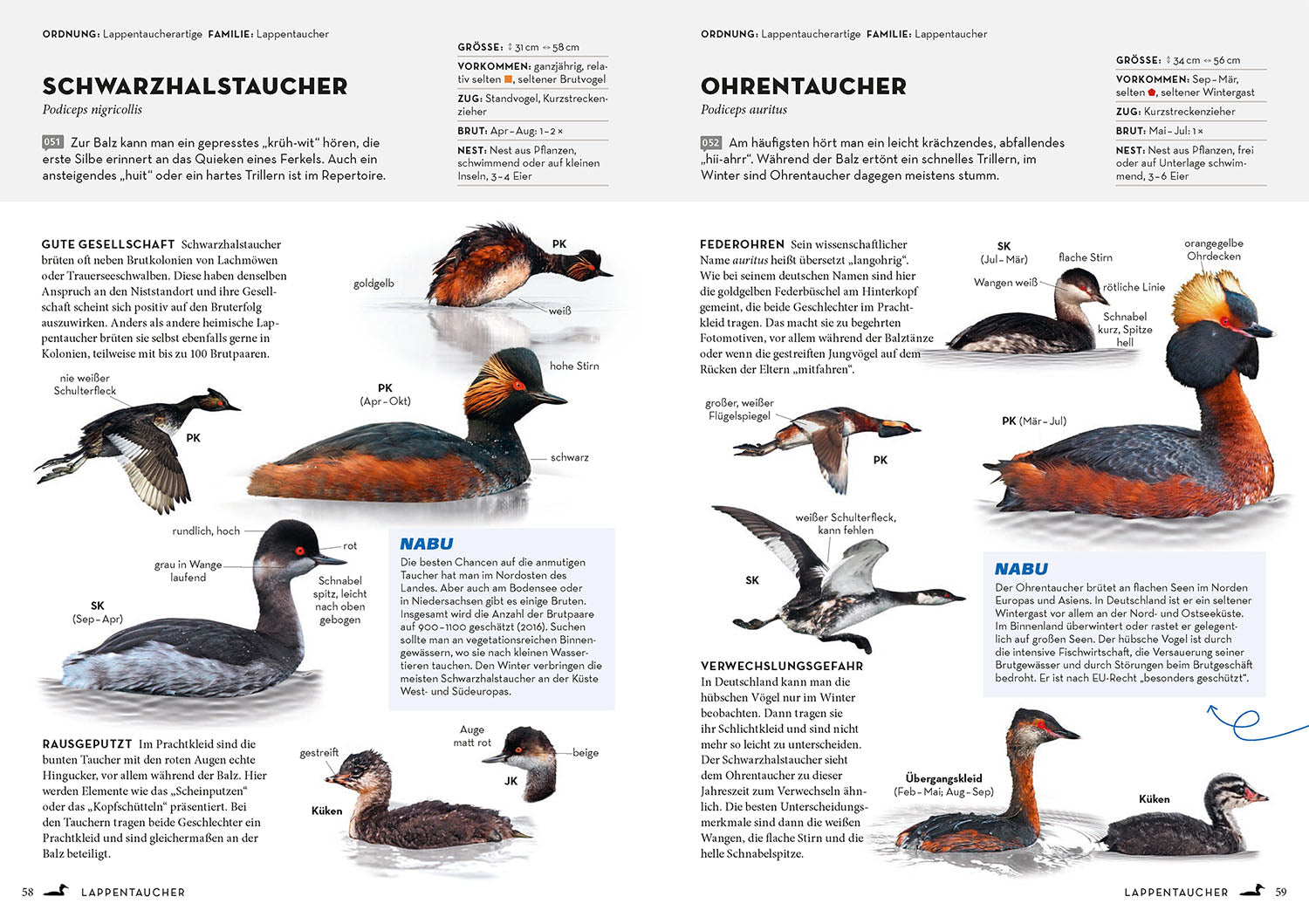 kosmos-das-nabu-vogelbuch-bestimmungsbuch-315-arten image 4