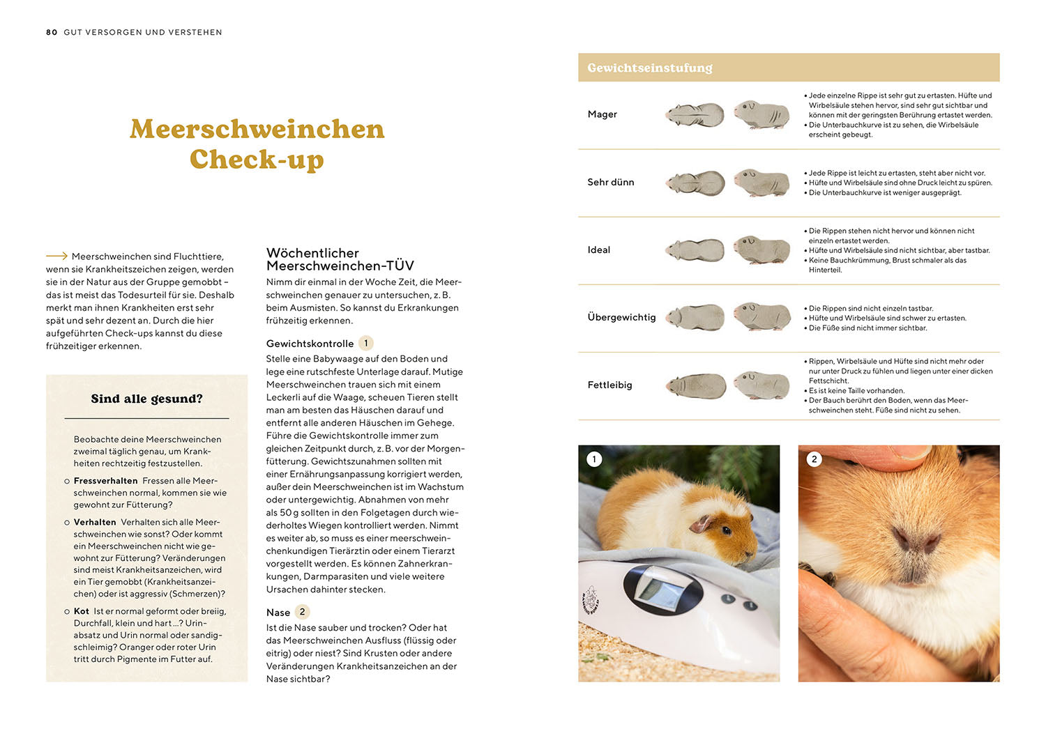adventure-games-b-cher-meerschweinchen-ratgeber-ersthalter image 6