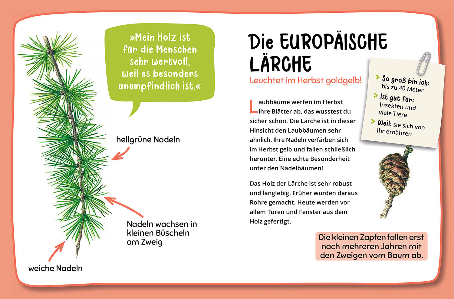 kosmos-mein-erster-naturf-hrer-welcher-baum-ist-das-kinderbuch-ab-4 image 3