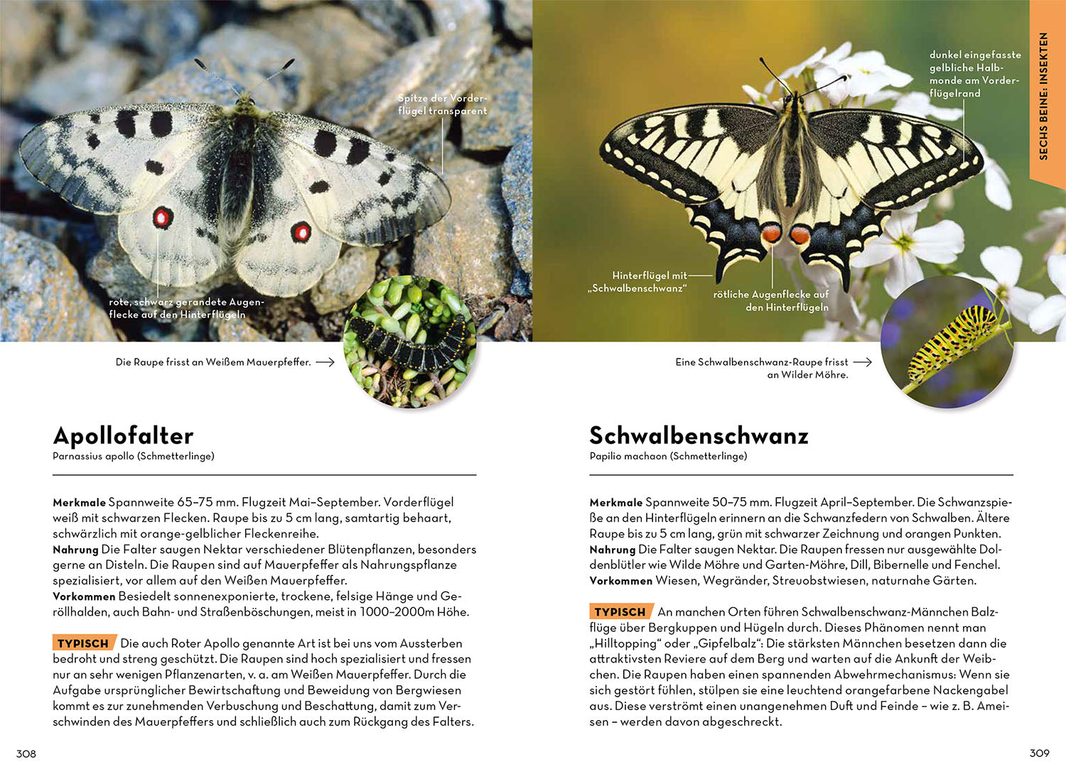 kosmos-tiere-und-pflanzen-deiner-heimat-naturf-hrer-500-arten-2 image 5