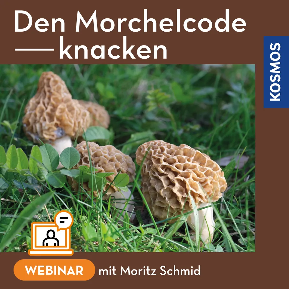den-morchelcode-knacken-live-webinar-morcheln-finden image 1