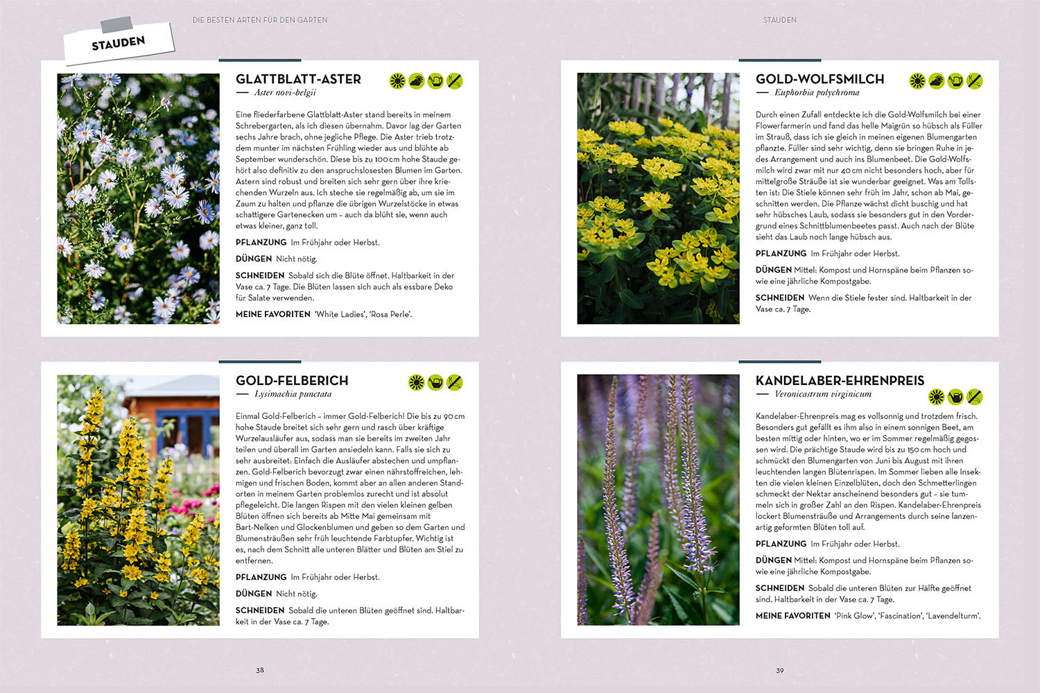 kosmos-vom-garten-in-die-vase-schnittblumen-ratgeber image 4