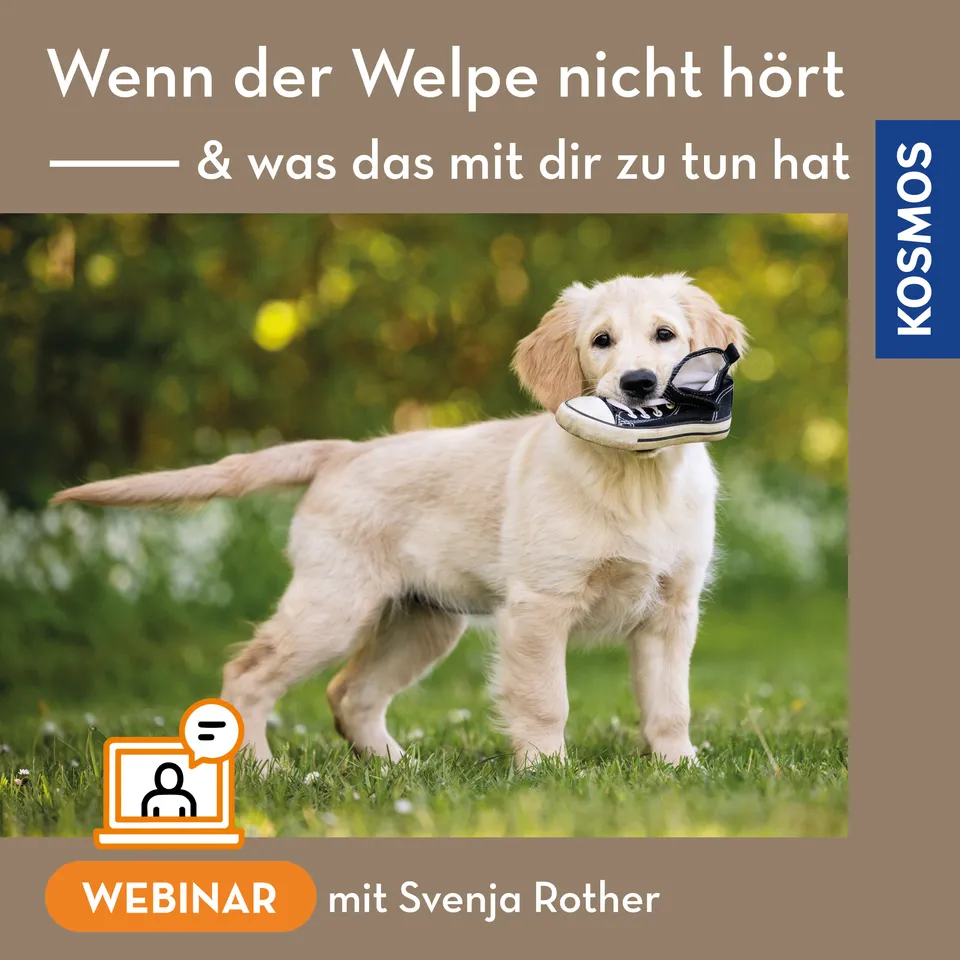 wenn-der-welpe-nicht-h-rt-webinar-welpenerziehung-live-webinar image 1