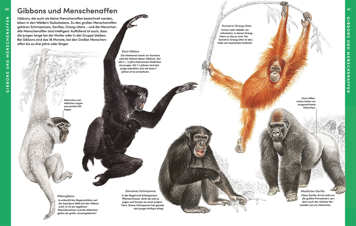 kosmos-der-gro-e-kosmos-tieratlas-buch-tiere-der-welt-gro-format image 3
