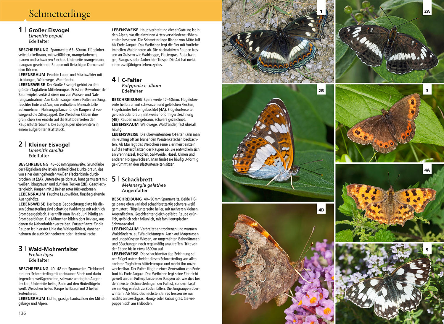 kosmos-waldf-hrer-bestimmungsbuch-pflanzen-tiere-pilze image 6