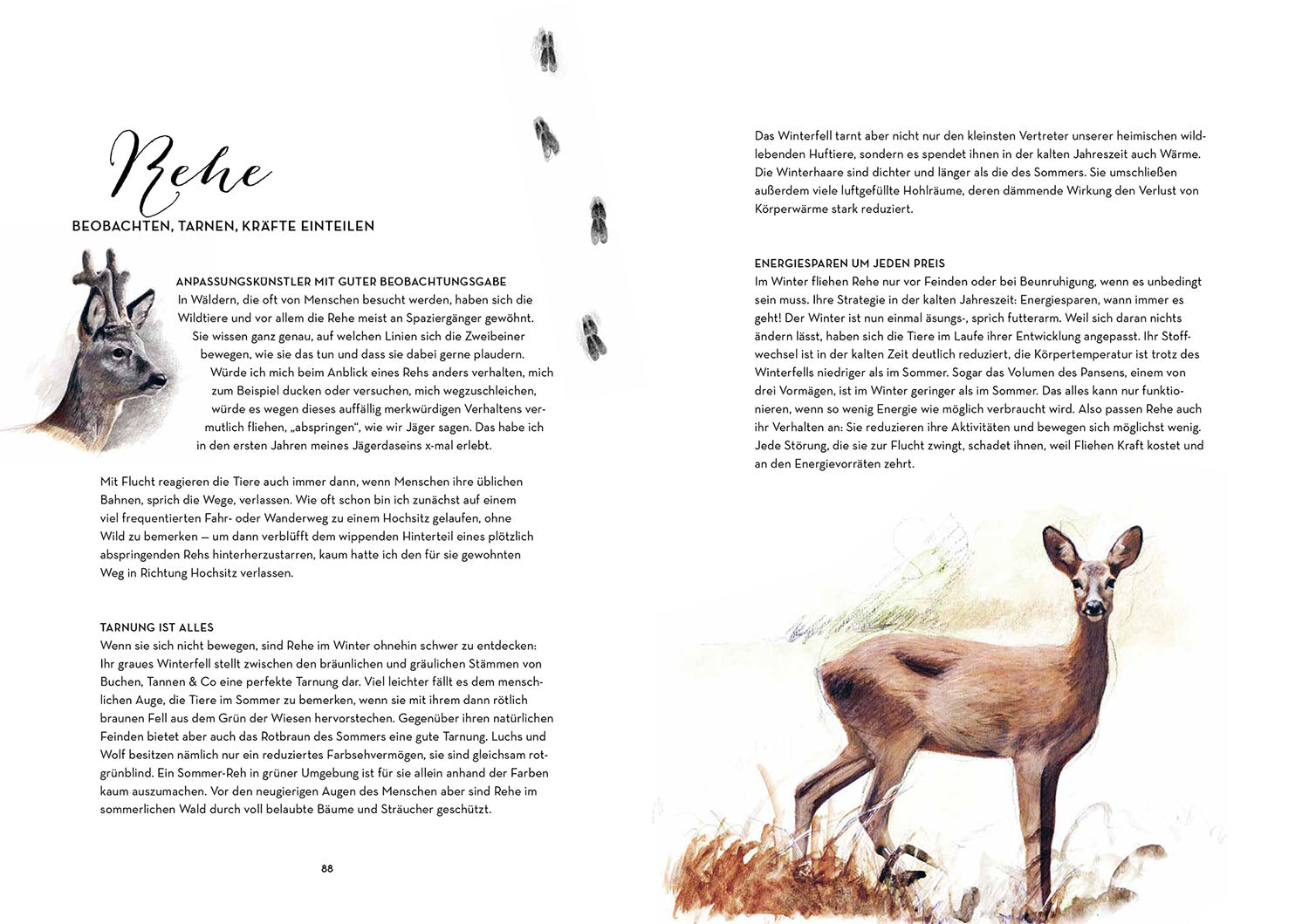 die-zauberkicker-winterzauber-bastelbuch-natur-advent image 5