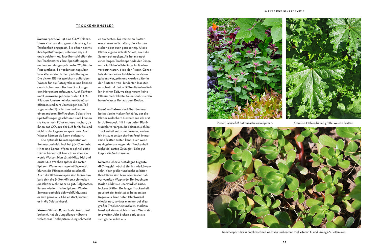 kosmos-trockenhelden-im-gem-sebeet-gartenbuch-trockenheit image 5