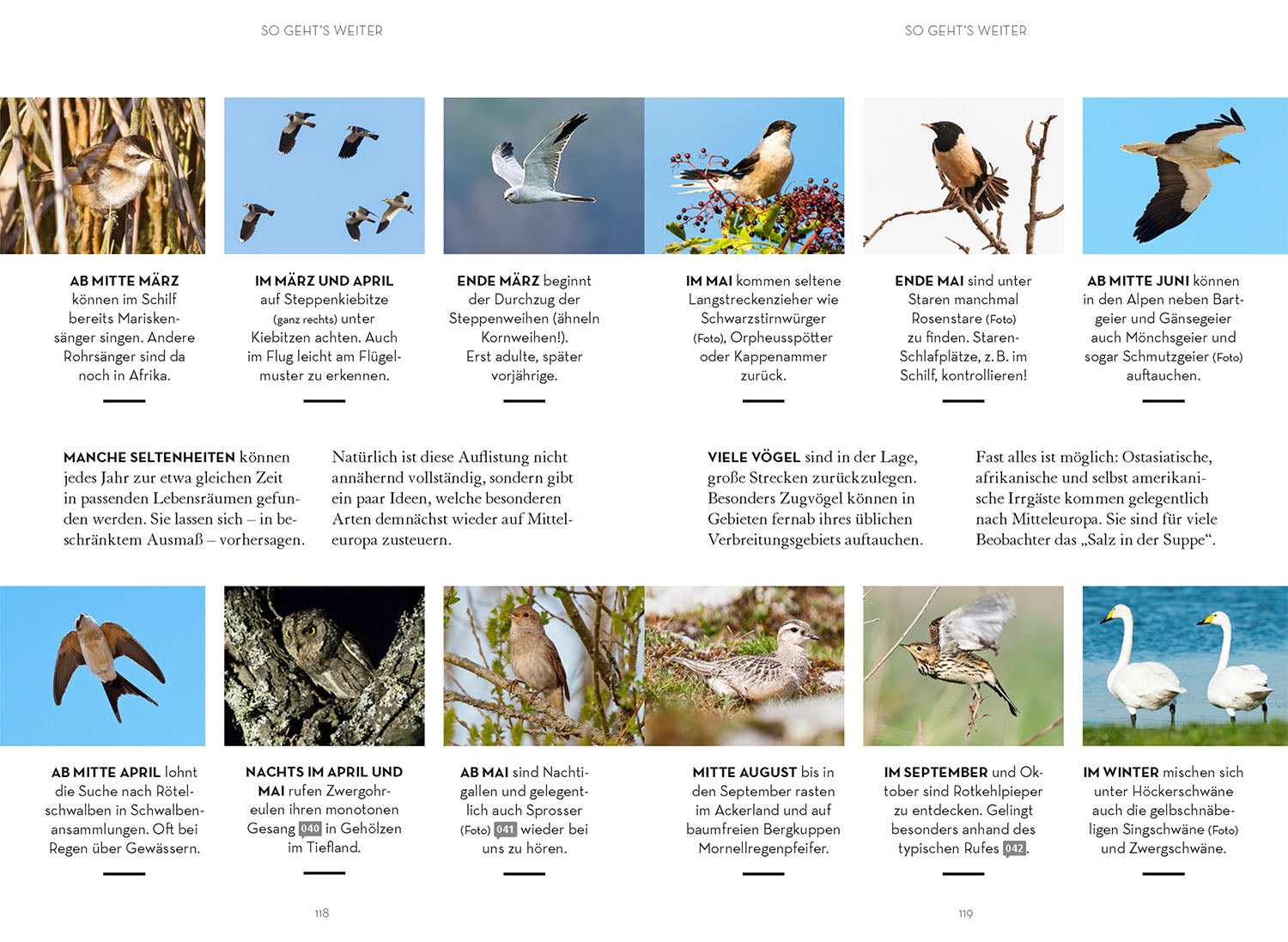 kosmos-v-gel-beobachten-praxisbuch-birding-einsteiger image 6