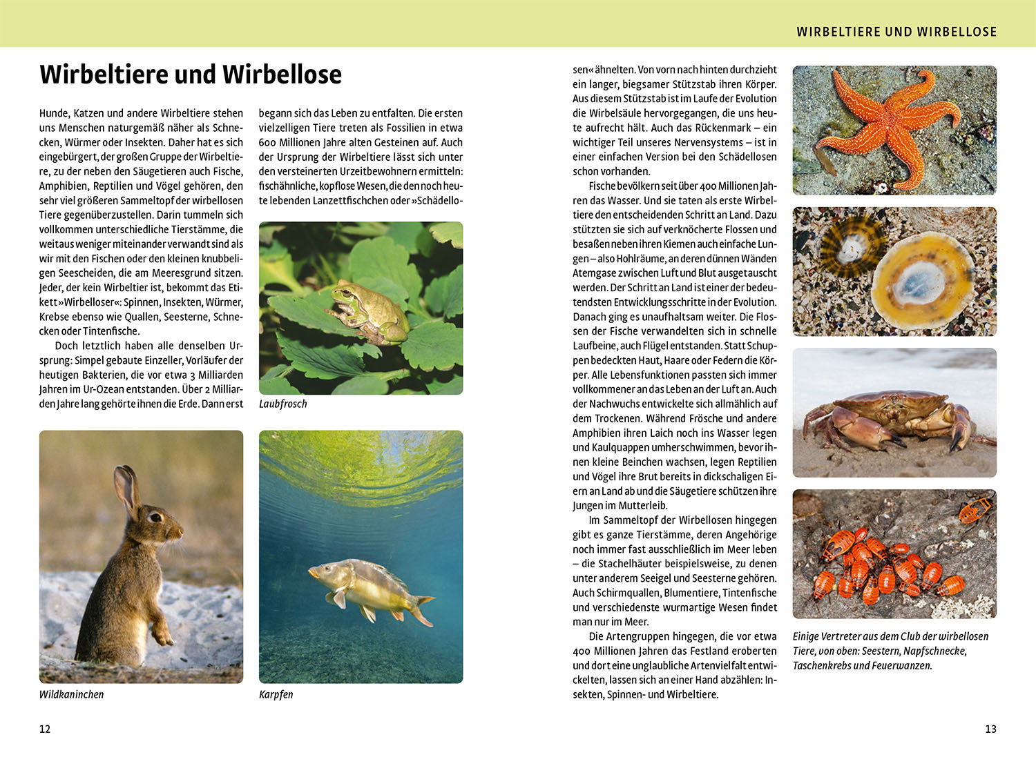 kosmos-der-gro-e-naturf-hrer-tiere-und-pflanzen-buch-900-tiere image 3