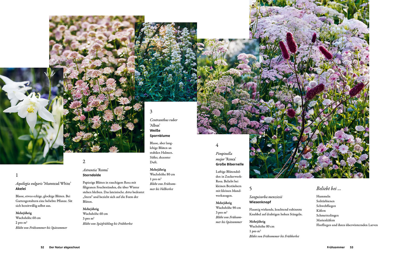 kosmos-einfach-gestalten-mit-5-pflanzen-gartenbuch-grow-5-2 image 4