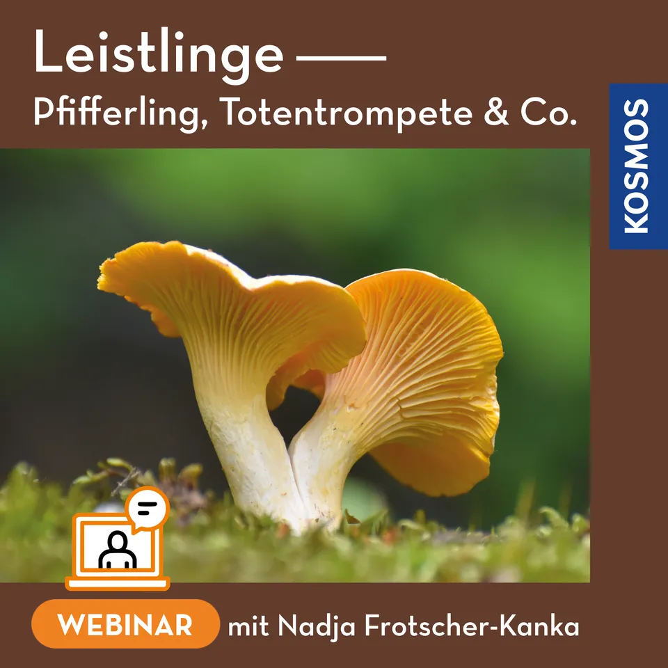 kosmos-leistlinge-pfifferling-totentrompete-live-webinar-pilze-online image 1