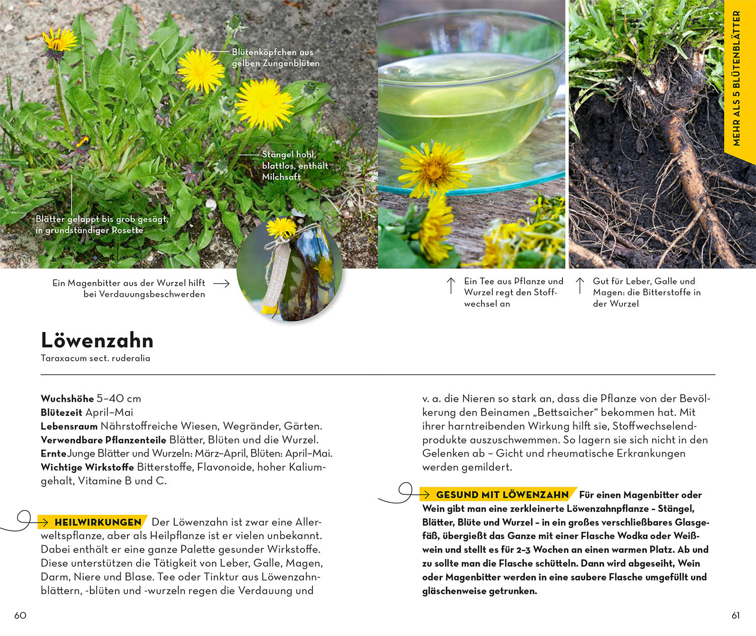basic-heilpflanzen-naturf-hrer-100-heilkr-uter-buch image 5