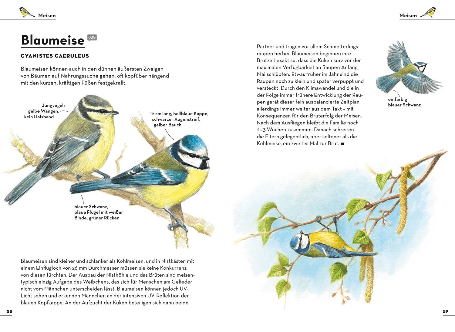 kosmos-einfach-gartenv-gel-buch-vogelf-hrer-75-arten image 5