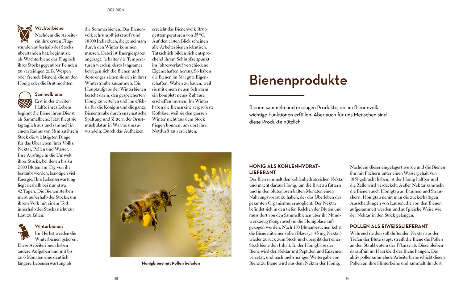 kosmos-bienen-halten-mit-bienenbox-buch-imker-einstieg image 3