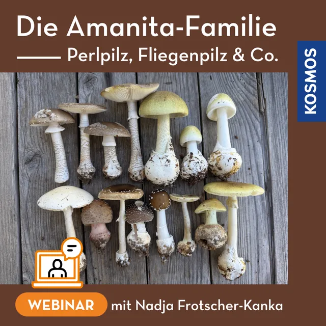 kosmos-amanita-familie-webinar-perlpilz-fliegenpilz-live image 1