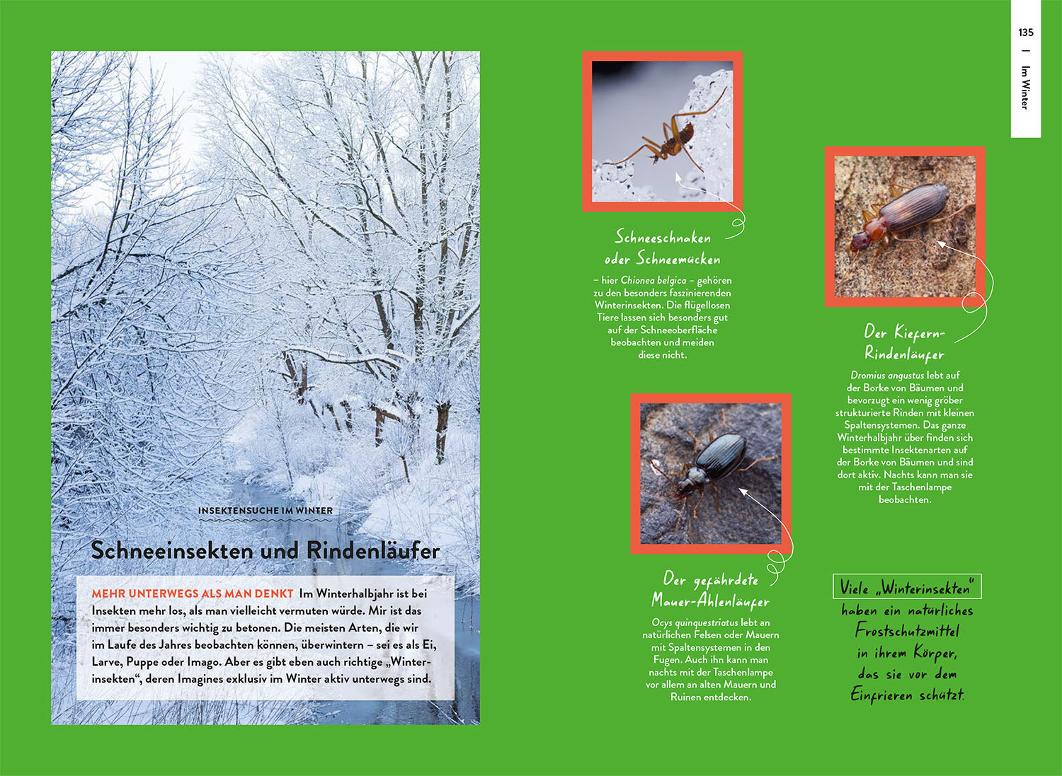 kosmos-nature-guide-insekten-bestimmungsbuch-einsteiger-arten image 6