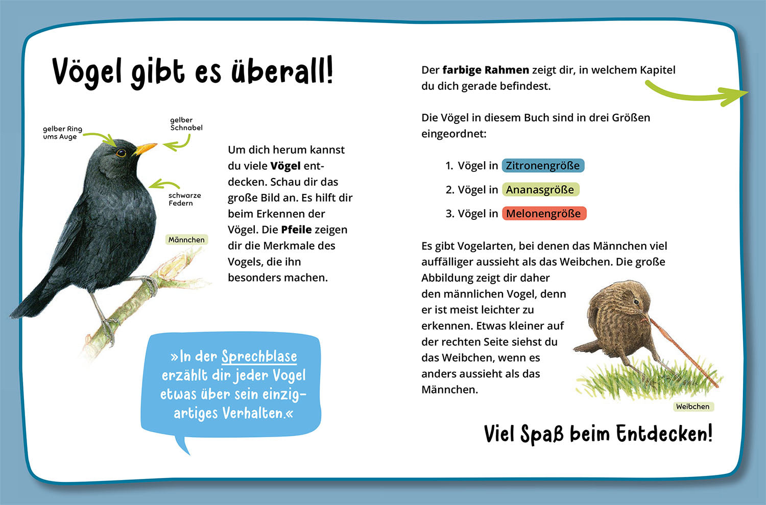 kosmos-mein-erster-naturf-hrer-was-fliegt-denn-da-vogelbuch-ab-4 image 3