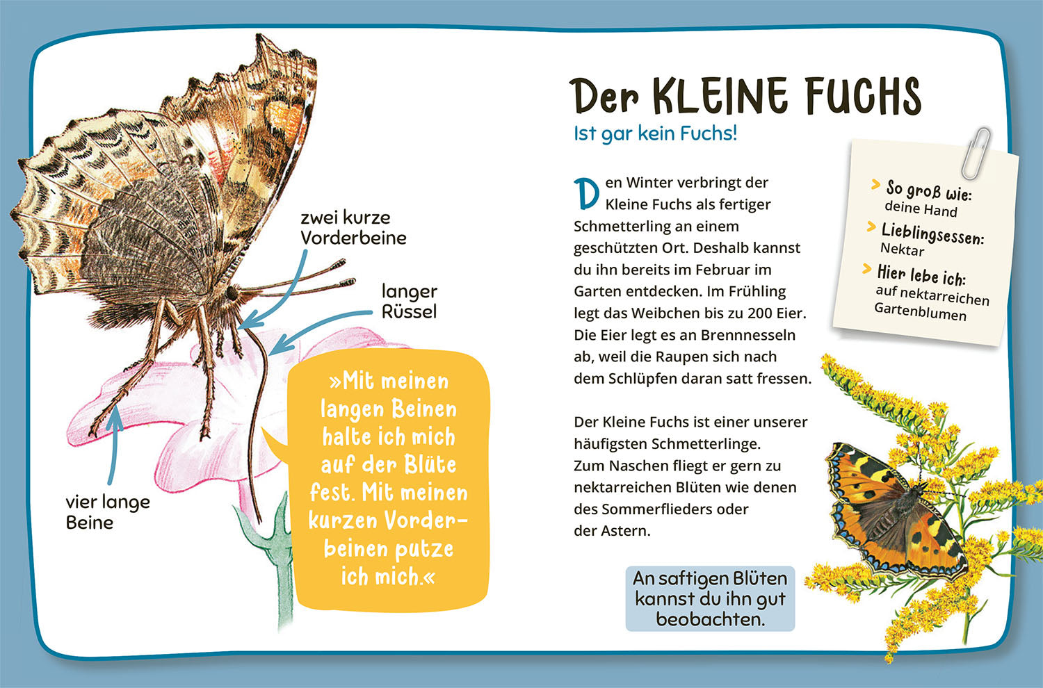 kosmos-mein-erster-naturf-hrer-was-lebt-im-garten-kinderbuch-ab-4 image 3