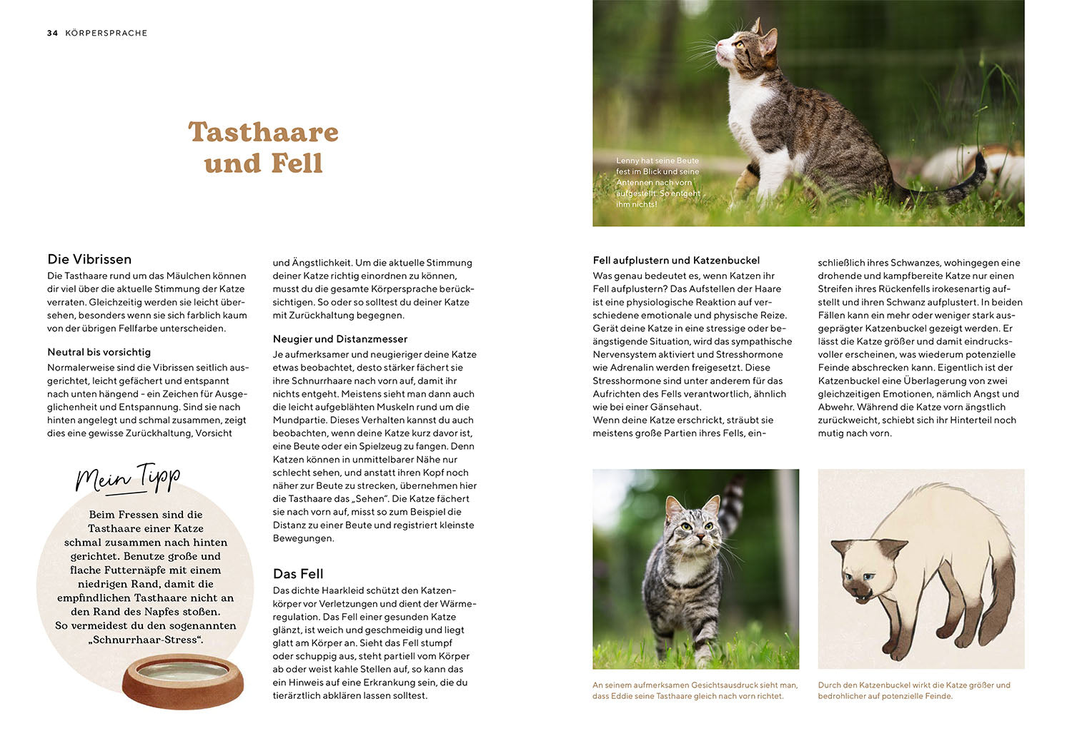 kosmos-katzensprache-buch-katzen-verstehen-ratgeber image 4