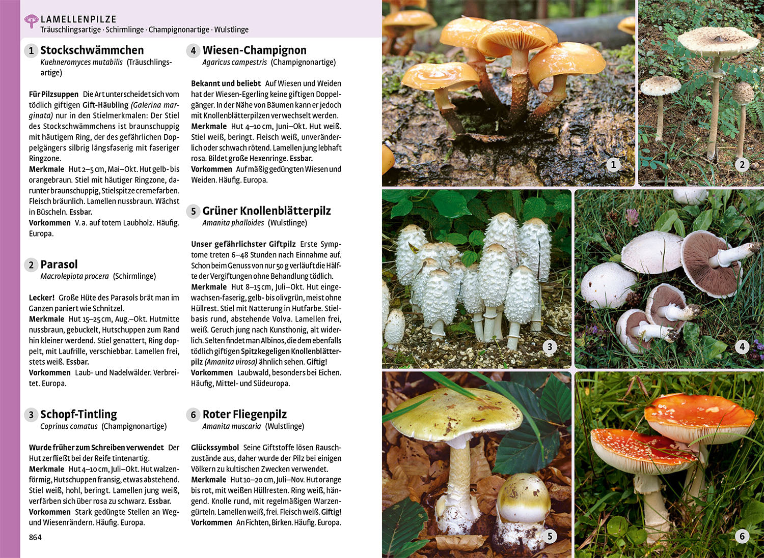 kosmos-der-gro-e-naturf-hrer-tiere-und-pflanzen-buch-900-tiere image 6