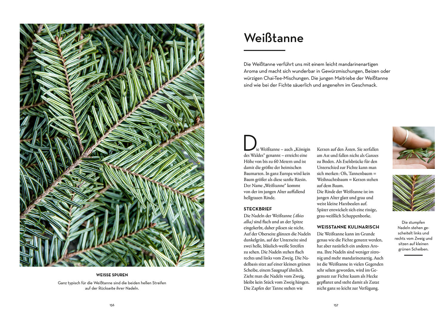 kosmos-tasty-trees-buch-essbare-b-ume-victoria-lorenz image 6
