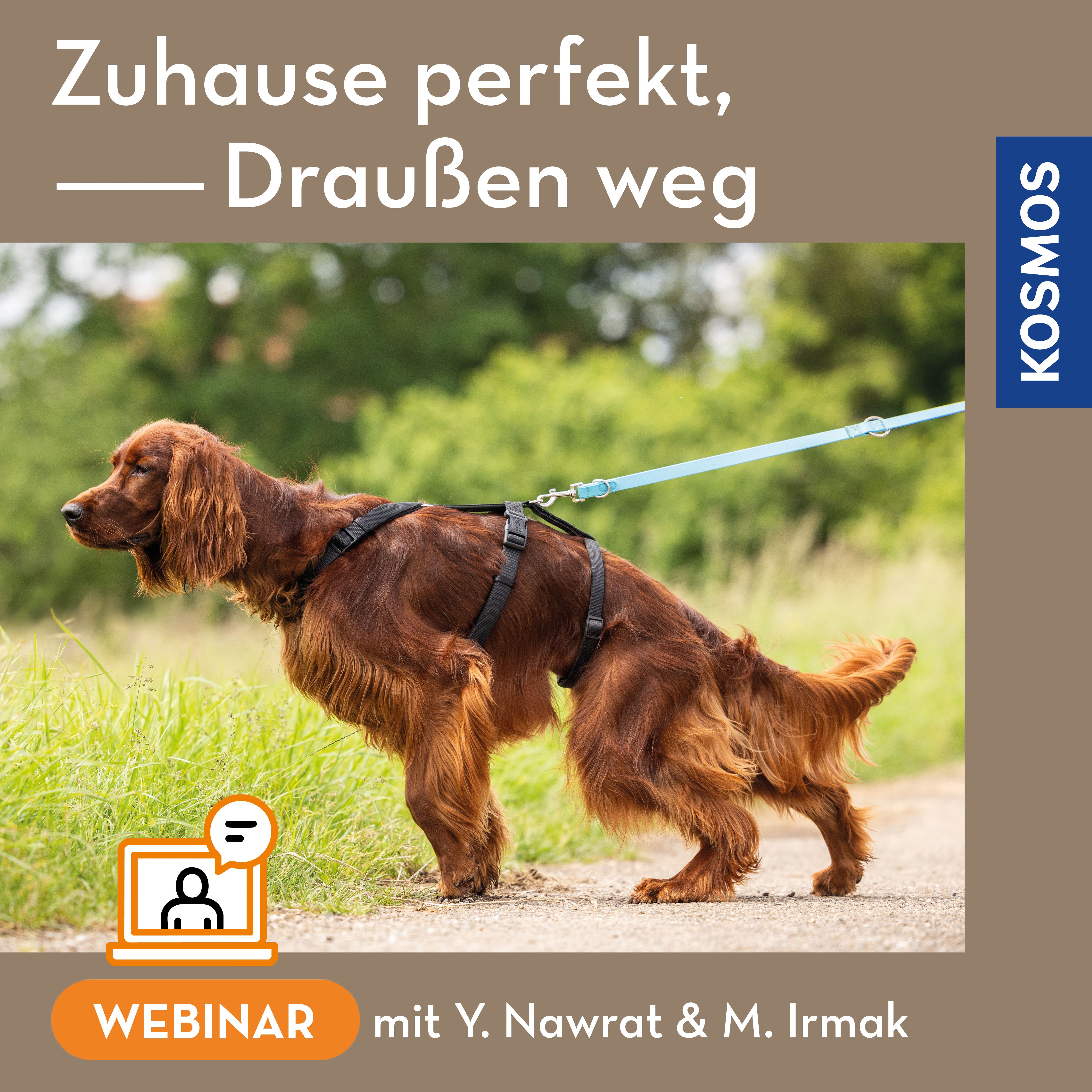 zuhause-perfekt-drau-en-weg-hunde-webinar-live image 1