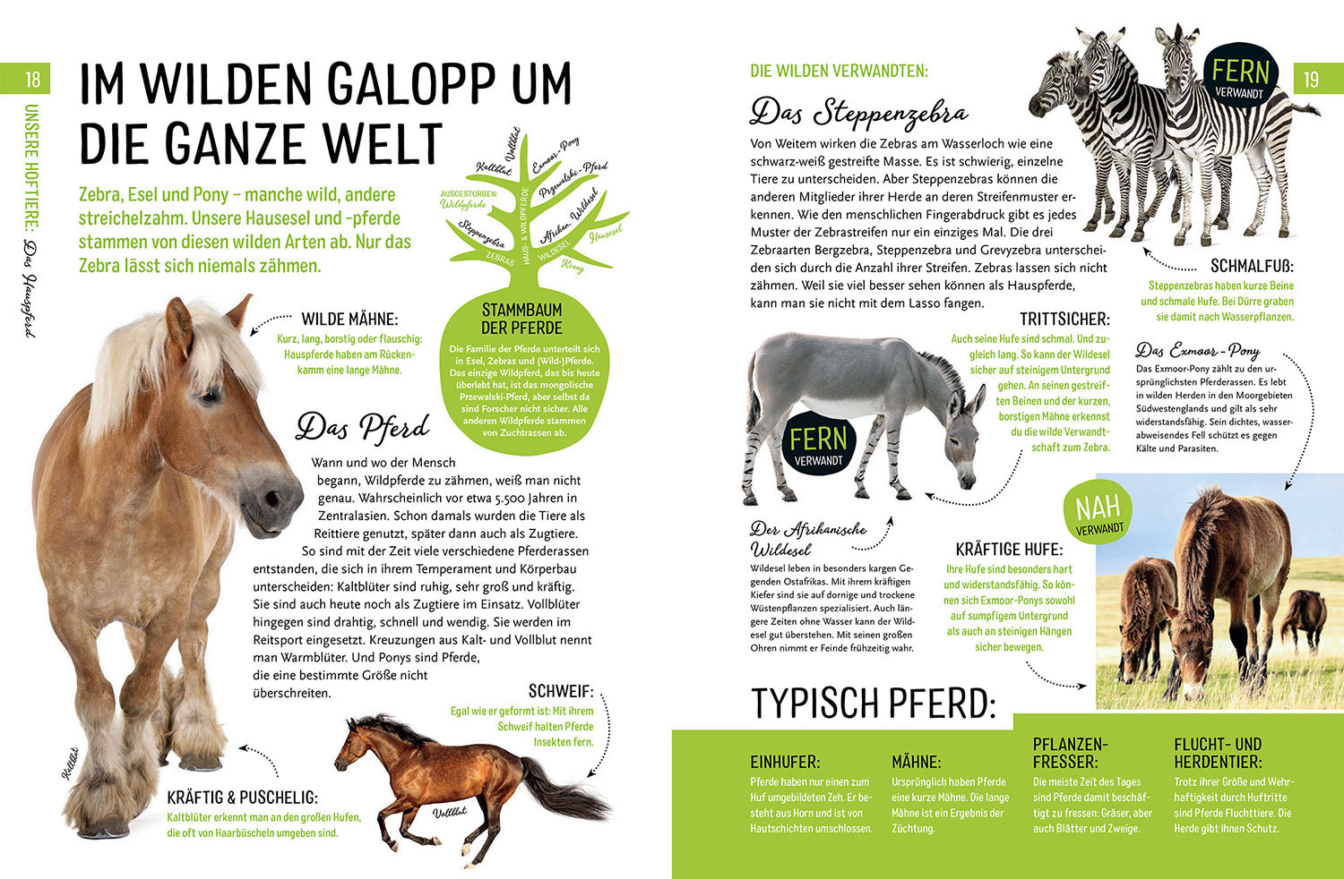 kosmos-heimische-tiere-und-ihre-wilden-verwandten-tierbuch image 5