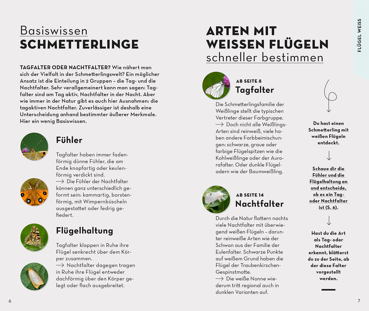 kosmos-basic-schmetterlinge-buch-naturf-hrer-100-arten image 3