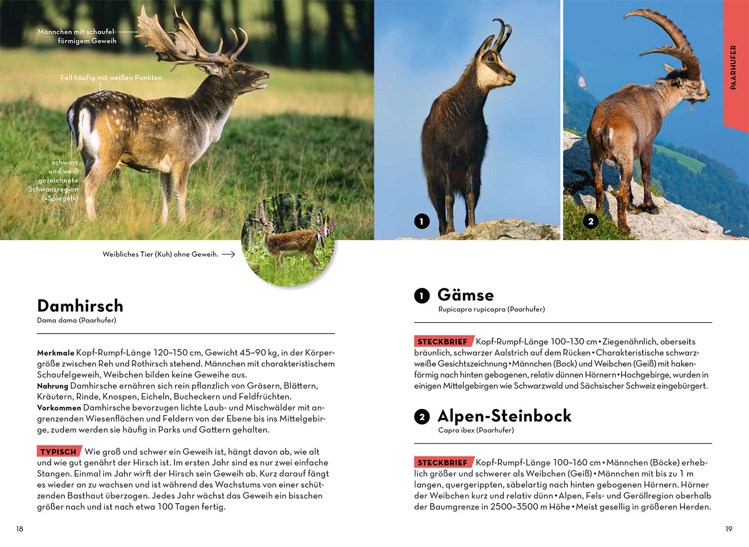 kosmos-tiere-und-pflanzen-deiner-heimat-naturf-hrer-500-arten-2 image 3