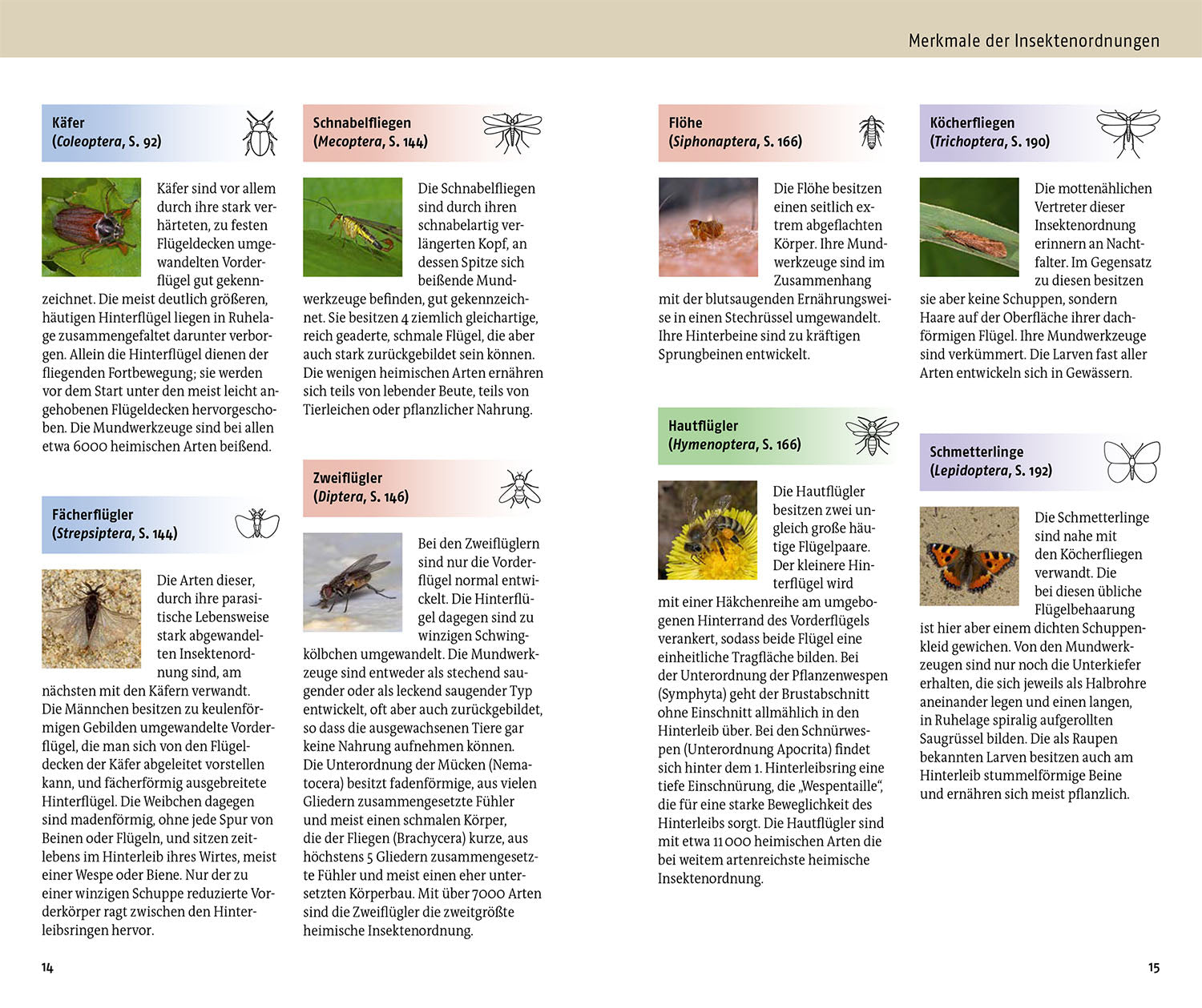 kosmos-welches-insekt-ist-das-insektenf-hrer-ratgeber image 4