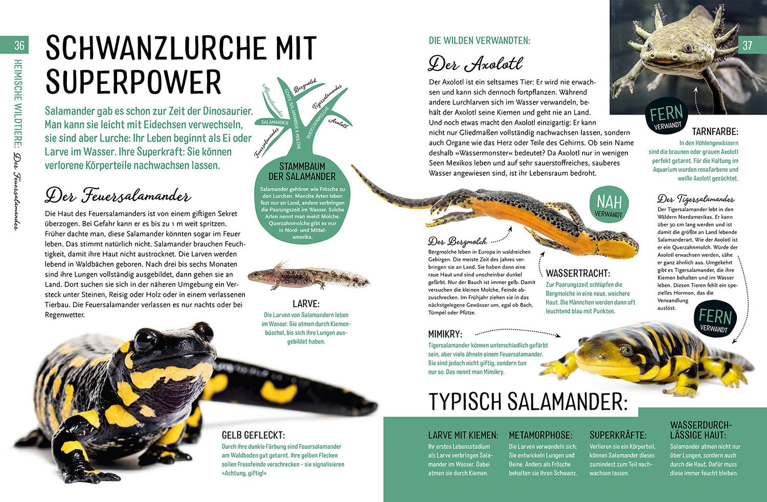 kosmos-heimische-tiere-und-ihre-wilden-verwandten-tierbuch image 6