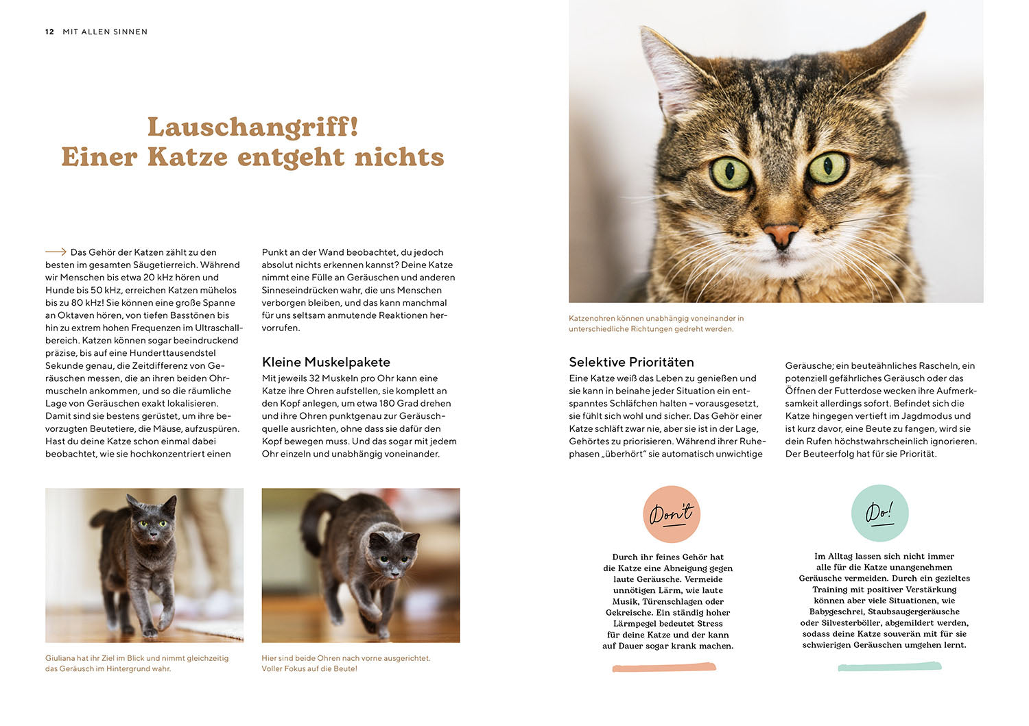 kosmos-katzensprache-buch-katzen-verstehen-ratgeber image 3