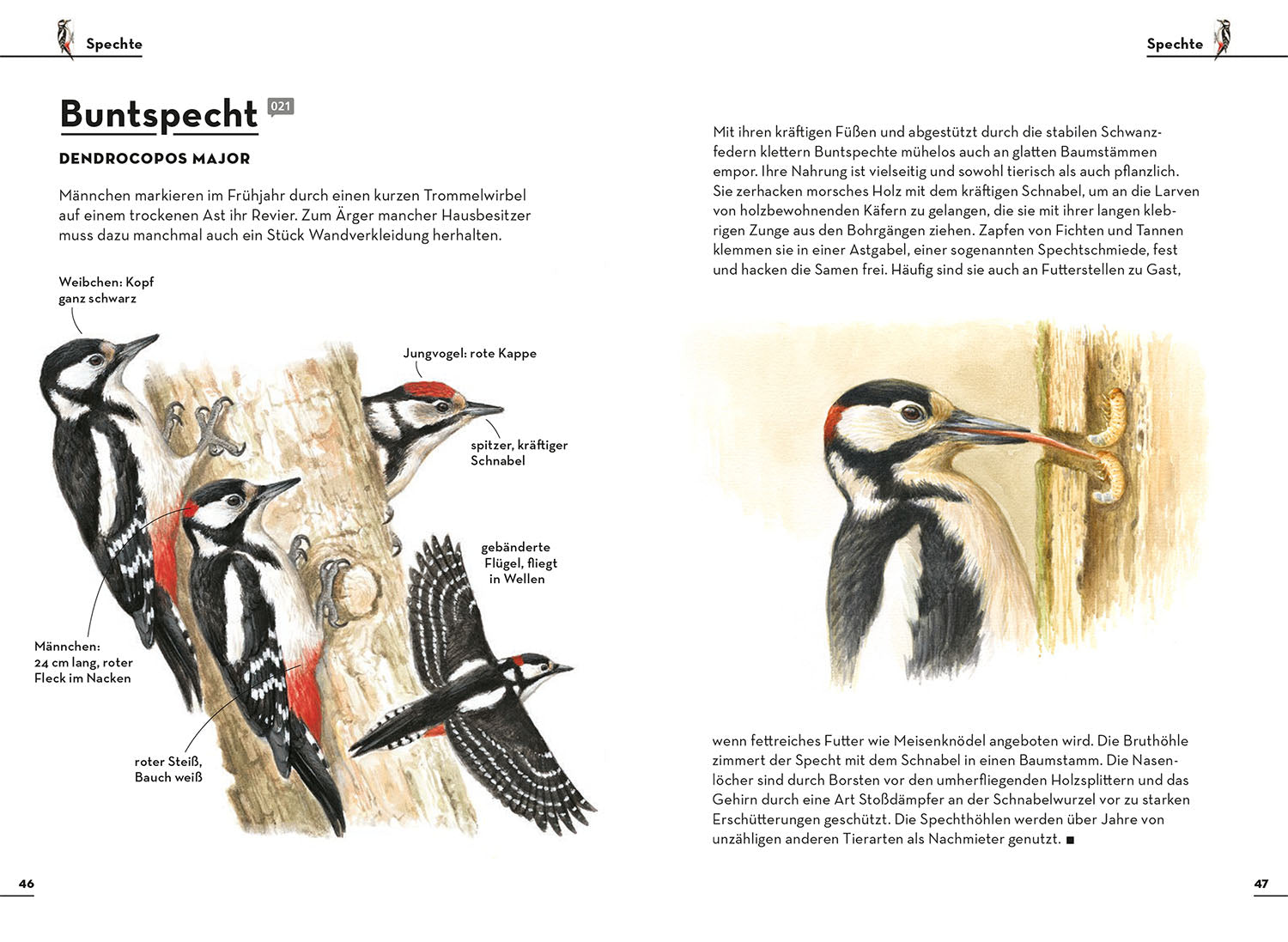 kosmos-einfach-gartenv-gel-buch-vogelf-hrer-75-arten image 4