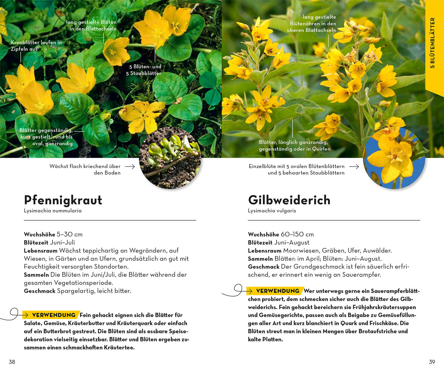 kosmos-basic-fr-chte-und-wildkr-uter-naturf-hrer-2 image 5