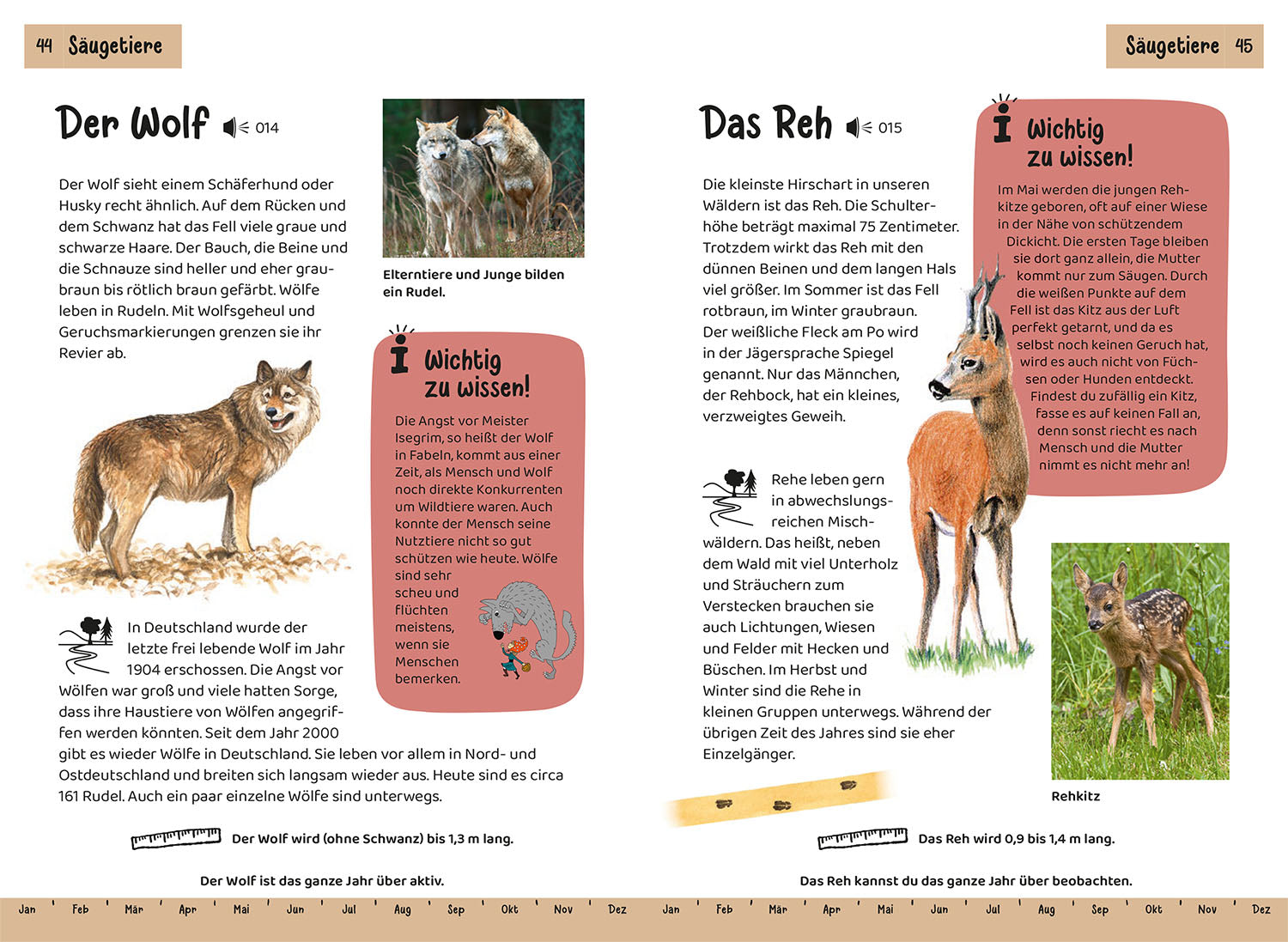 kosmos-was-lebt-im-wald-kindernaturf-hrer-tiere-pflanzen image 4
