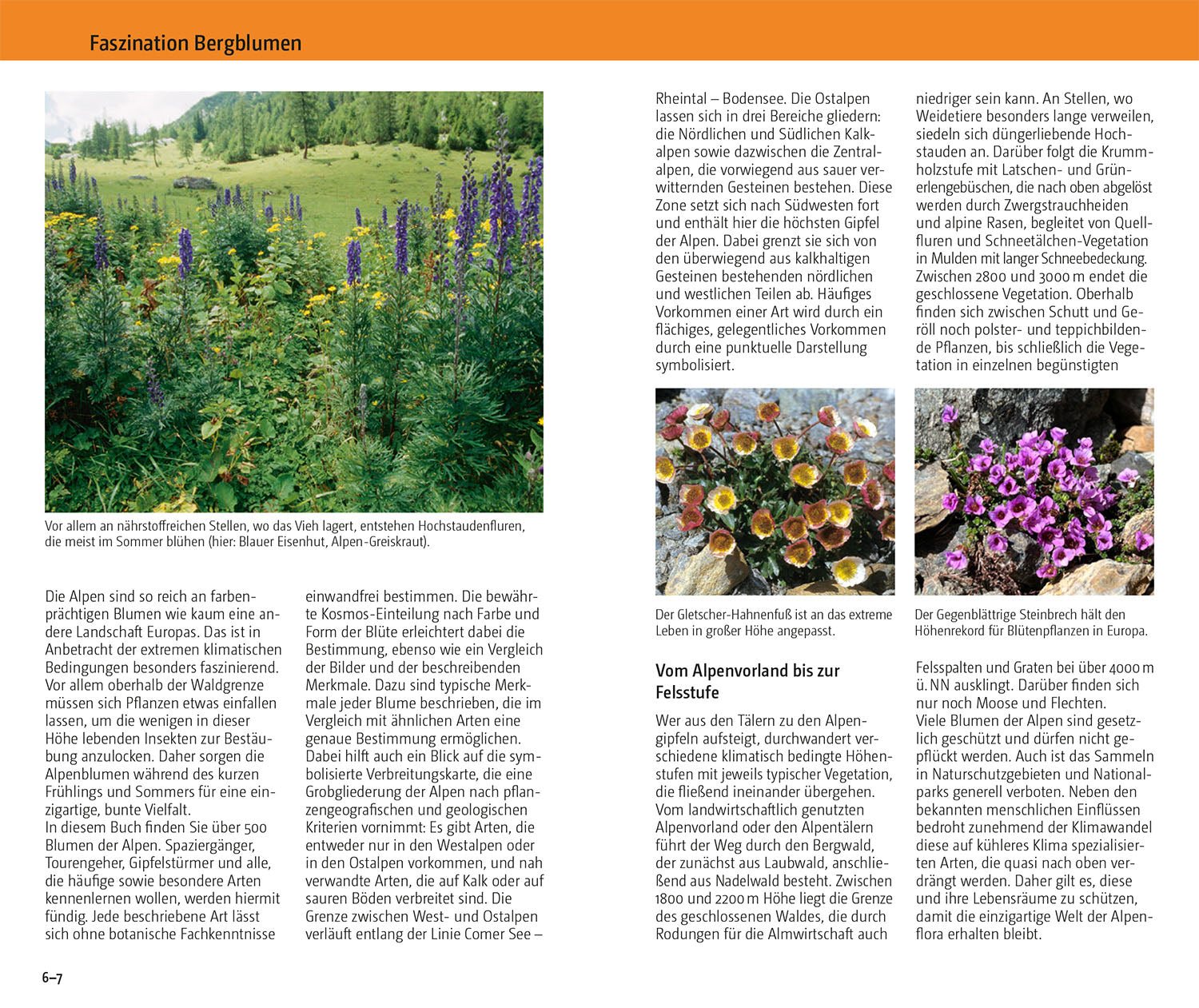 kosmos-blumen-der-alpen-bestimmungsbuch-500-arten image 3