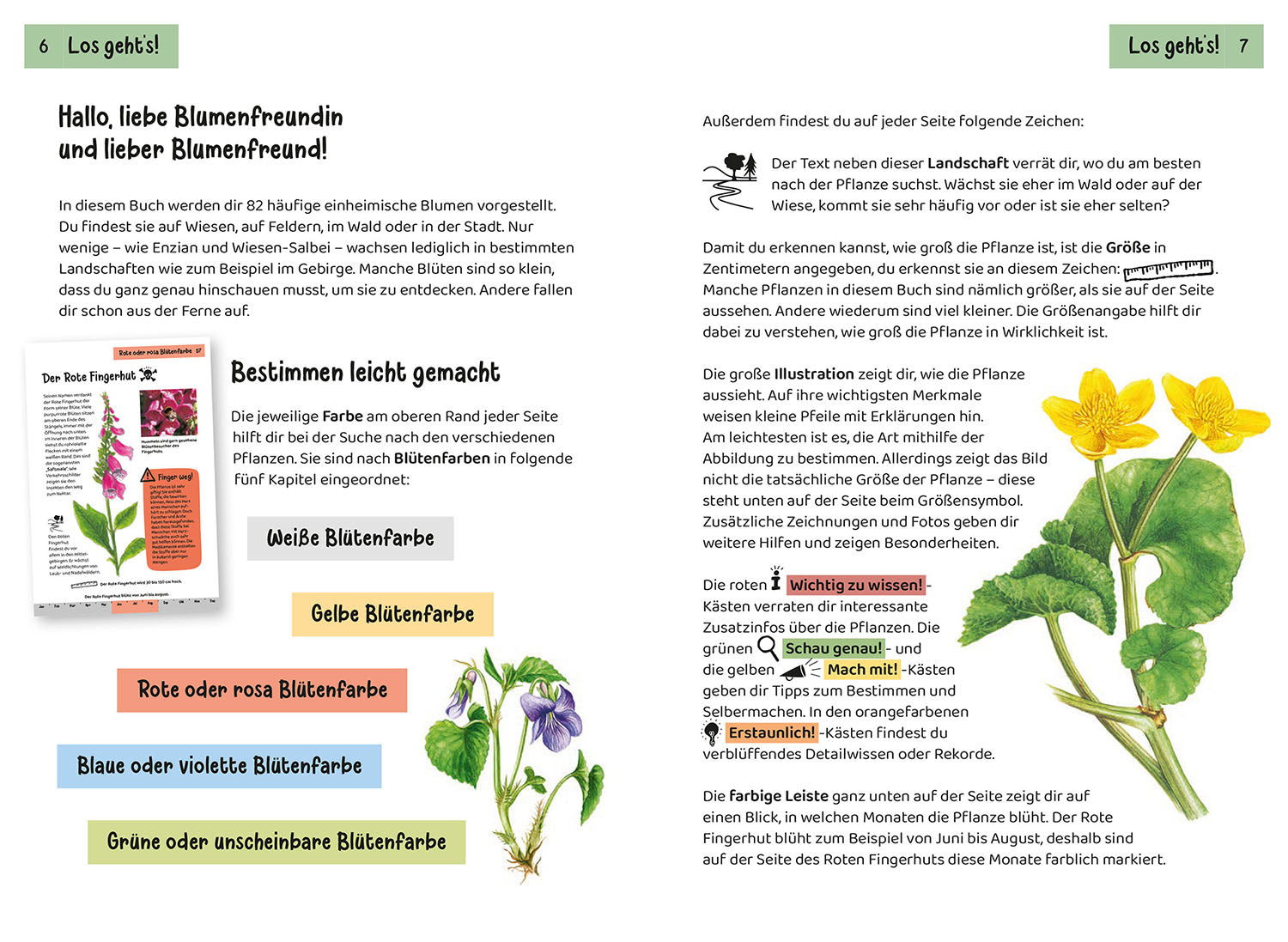 kosmos-was-bl-ht-denn-da-kindernaturf-hrer-blumen image 4