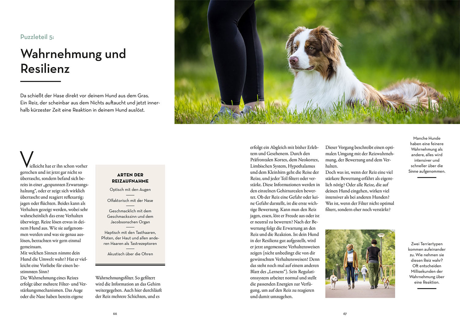 kosmos-resilienz-bei-hunden-vanessa-engelst-dter-ratgeber-buch image 5