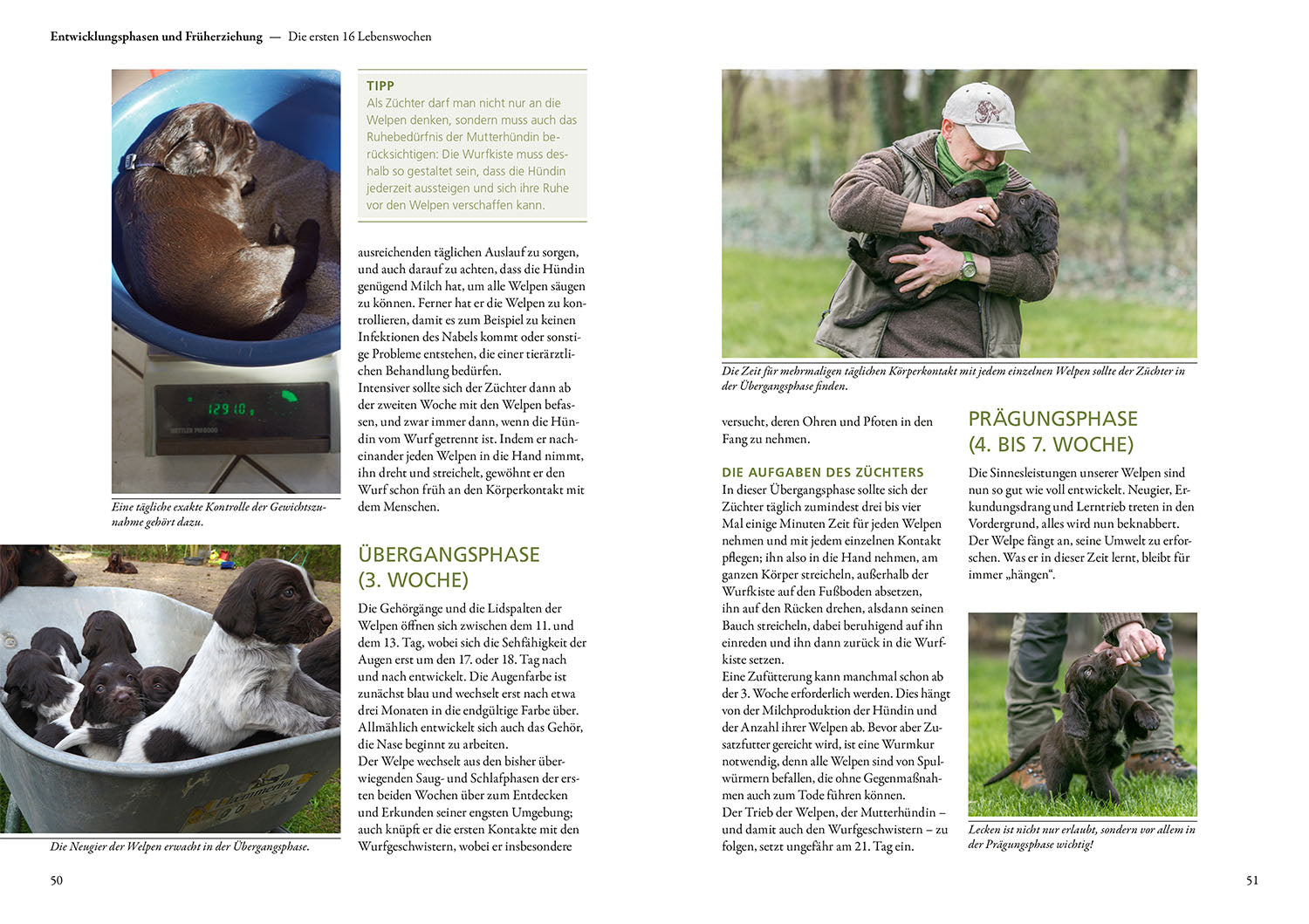 kosmos-der-jagdhundwelpe-buch-fr-herziehung-jagd image 4